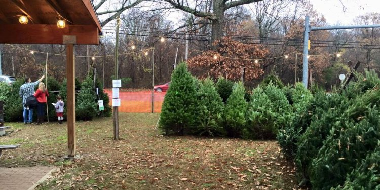 Picture of Christmas Tree Lot